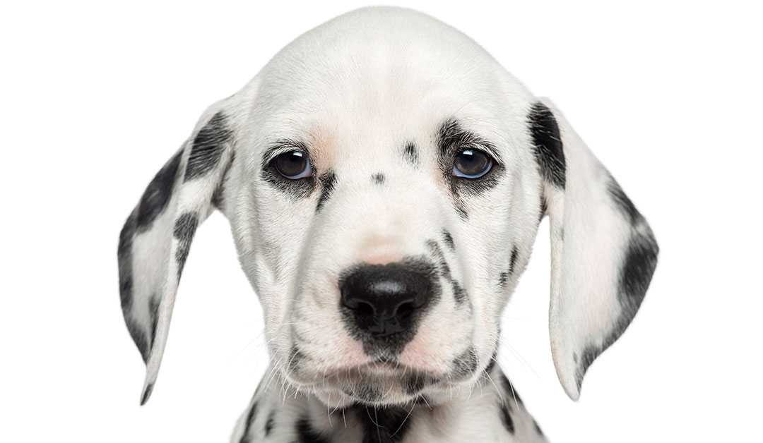 Facts Of Dog Strangulation Case – W.Va. v. Jesse Workman